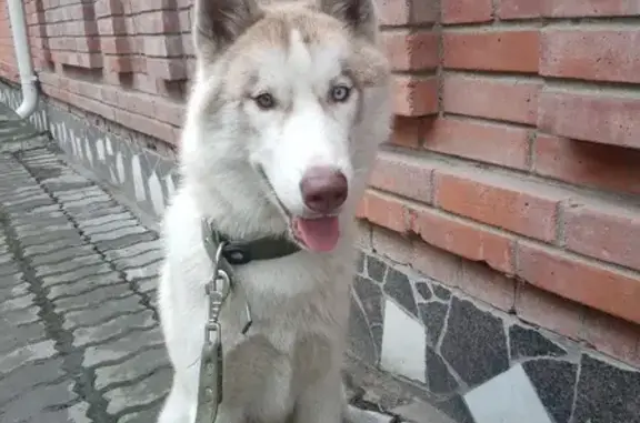 Пропала собака хаски на ул. А. Радищева, Бийск.