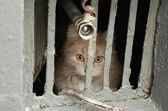 Найдена персиковая кошка на 13-й Парковой, 32, Москва.