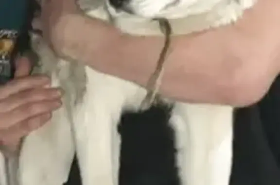Пропала собака хаски-лайки в Нижнем Тагиле (65К-4103180)