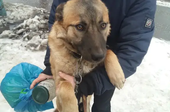 Пропала собака на Золоотвале, крупный рыжий кобель