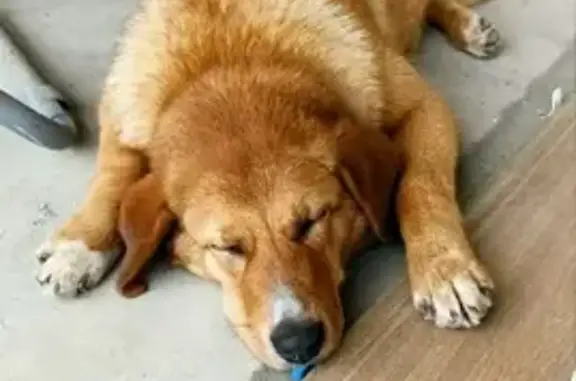 Пропала рыжая собака в Ярославской области
