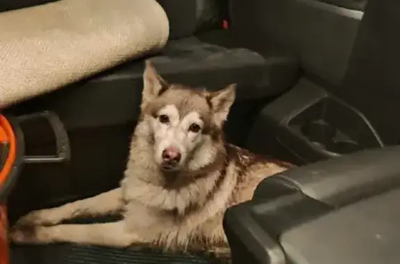 Собака найдена на МКАДе, 48-й км, Москва