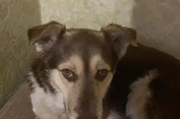 Найдена собака на Арктической улице, 23 в Омске