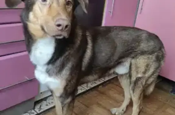 Найдена собака на улице в Москве, требуется помощь в поиске хозяев.