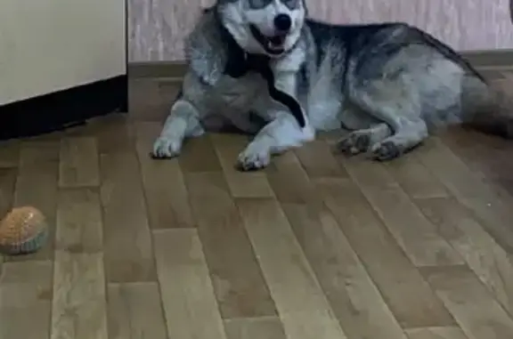 Собака найдена на Заречной улице, Нижний Тагил