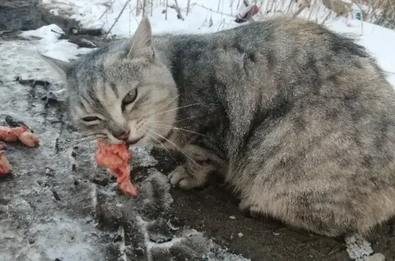 Найдена кошка в Оренбурге: ищем хозяина