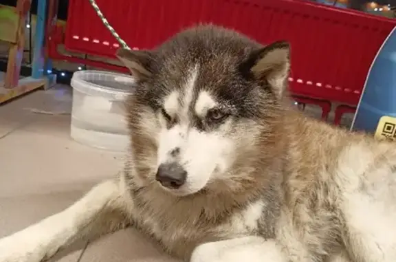 Найденные животные Калининград, фото: Потерялся пёс на улице Петра Панина, 2А