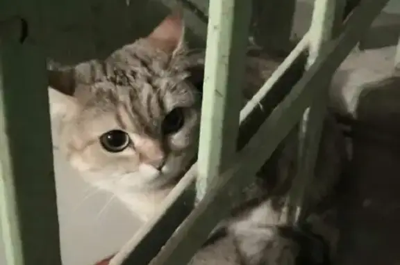 Найдена кошка на улице Кирова, 168, Тула