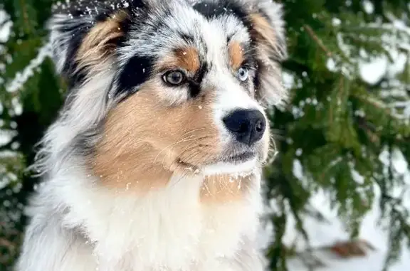 Собаки потеряшки, Санкт-Петербург, фото: Потеряшка щенок Флафф на Бассейной улице, Санкт-Петербург