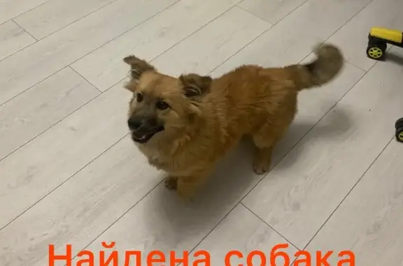 Собака найдена на Алма-Атинской, 62 в Краснодаре.