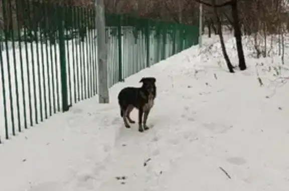 Собака на Широкой ул., Медведково, Москва