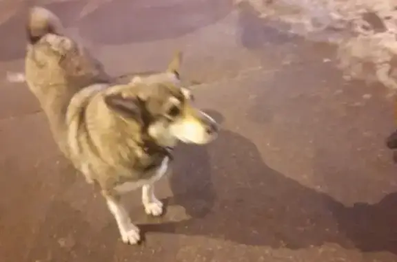 Собака на пересечении Лени Голикова и Народного Ополчения