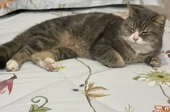 Пропала кошка МУСЬКА, серо-белая, вес 4 кг, потеряна на Малиновом переулке, Глазково.