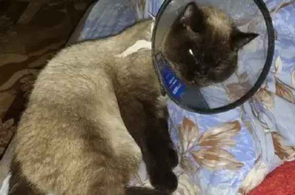 Кошки потеряшки, Тамбов, фото: Потеряшка кошка МУСЯ в Тамбове, 1-й Авиационный проезд