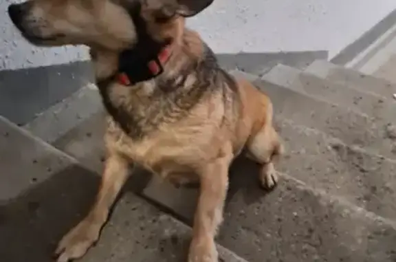 Собака на ул. Багратиона, 29 в Калининграде.