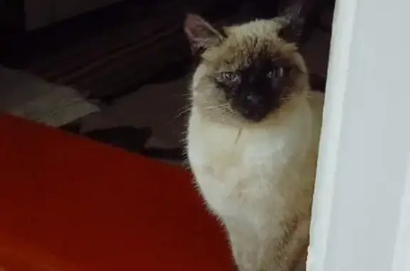 Найдена сиамская кошка на улице Савушкина, 9
