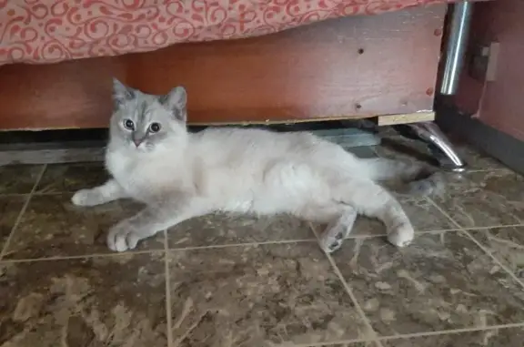 Кошка найдена на ул. Анатолия, 89 в Барнауле