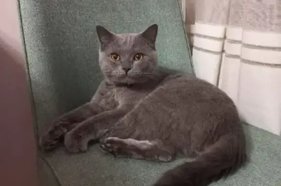 Найден котик на Северном проезде 37 в Абакане