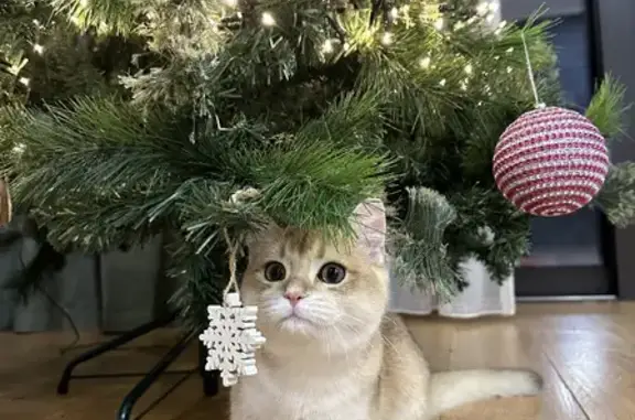 Кошки потеряшки, Тольятти, фото: Потеряшка кошка Жак, Ольховый проезд 7, Тольятти