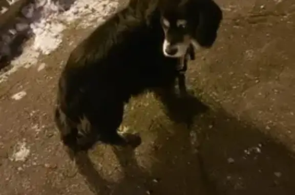 Найдена собака на ул. Муравьёва-Амурского, Хабаровск
