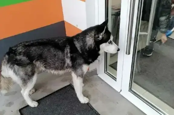 Найдена собака на Коровинском шоссе, Москва
