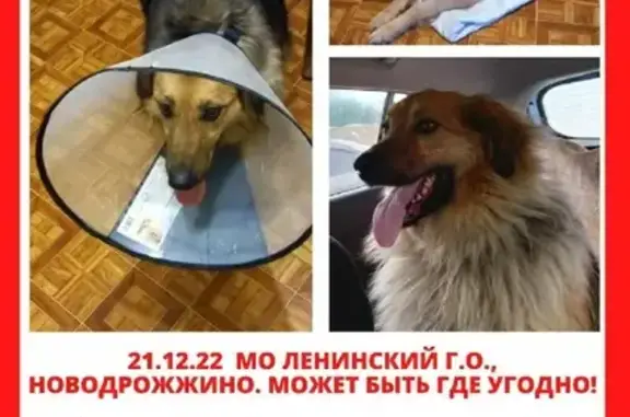 Пропала собака в Новодрожжино, Берёзовая аллея 3
