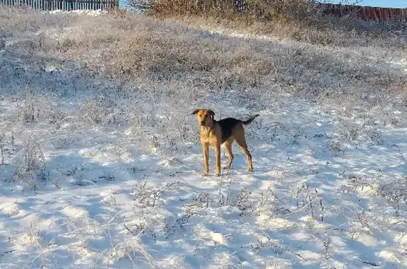 Пропала собака Лайма на ул. Горького 190