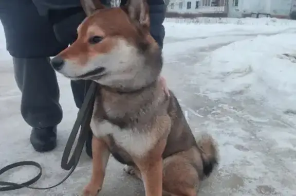 Собака найдена на улице Маршала Василевского, Кинешма