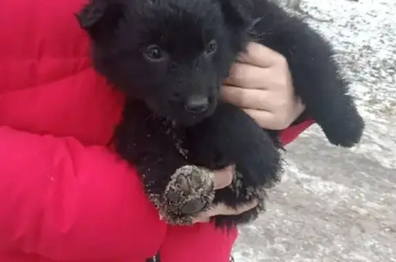 Найден щенок на Садовой 233 в Самаре