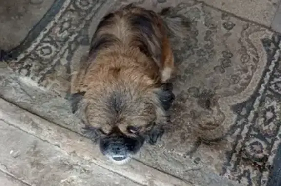 Собака найдена на 1-й Посадской улице, Орёл