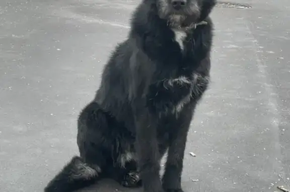 Найдена собака на Бирюлёвской улице, Москва