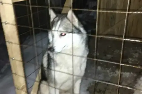 Собака-хаски найдена в Тверской области.