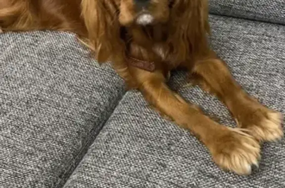 Потерянные животные Самара, фото: Пропала собака на Аэродромной, Кавалер Кинг Чарльз