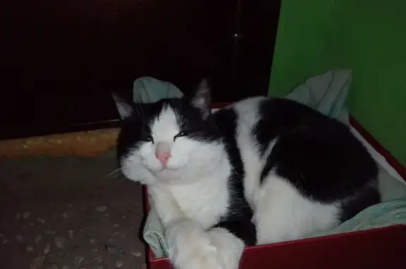 Найдена кошка на улице Ефремова, 37 в Ульяновске