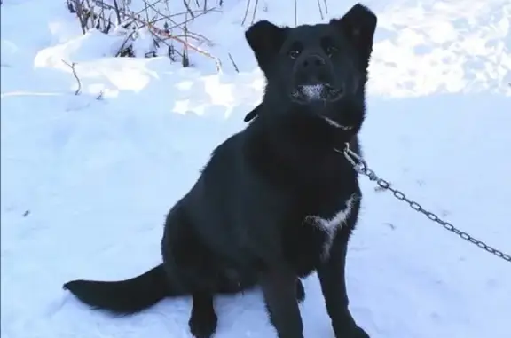 Пропала собака Рембо, Михайловское шоссе, Рязань