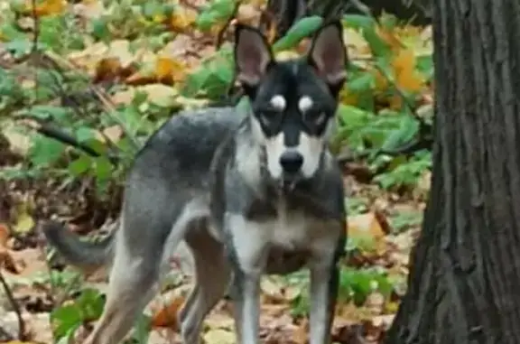 Пропала собака Пудинг возле 12 школы, Жуковский