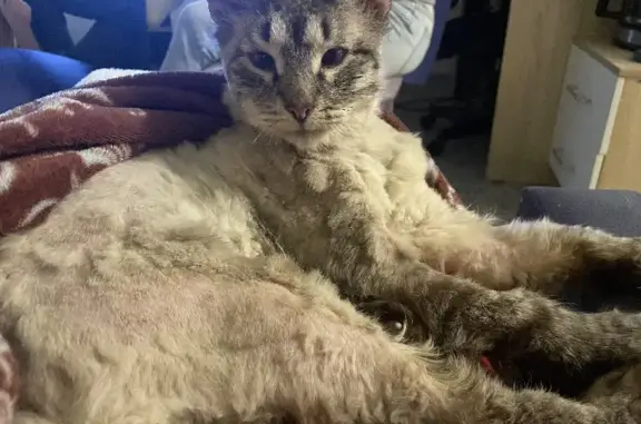 Найден раненый кот в Иннополисе