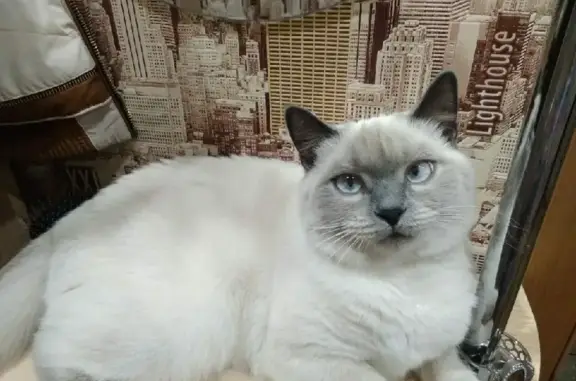 Пропала кошка в Павловске, Сиамская, 3 года