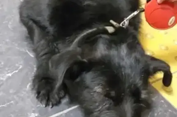 Найдена черная собака с белым треугольником на груди на 6-й Радиальной улице, Москва