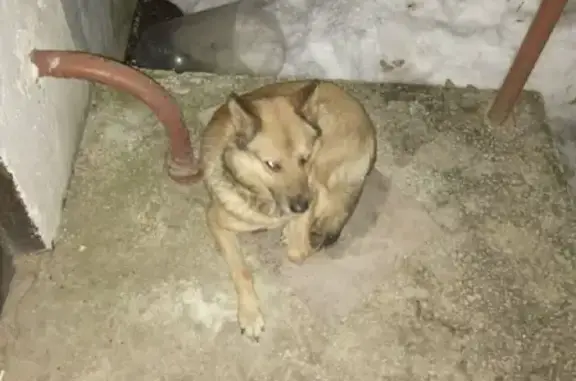 Упитанная рыжая собака найдена на пр. Строителей, 28, Владимир.