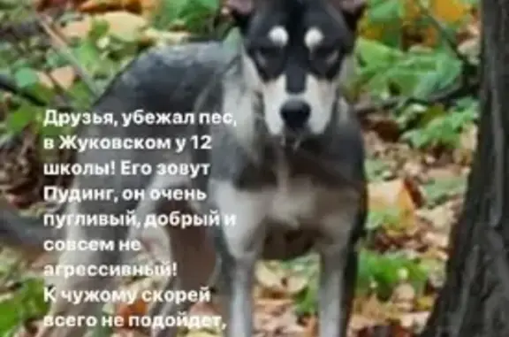 Пропала собака на улице Баженова, Жуковский