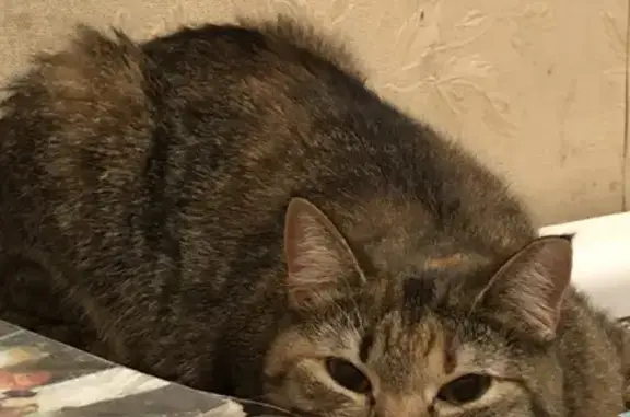 Кошки потеряшки, Санкт-Петербург, фото: Потеряшка кошка с ошейником на Наличной, 45 к1, СПб