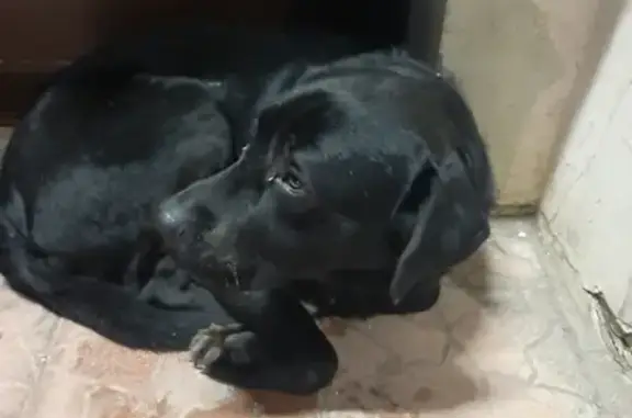 Собака Лабрадор найдена возле школы 28 на ул. Бакунина, 14 (Смоленск)