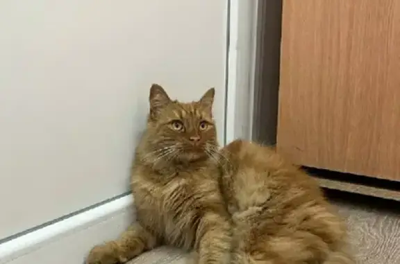 Найден пушистый кот на ул. Колхозной, 77 в Краснодаре