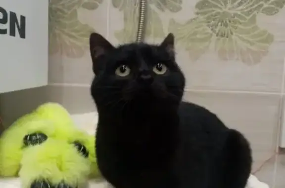 Пропала черненькая кошка в Спасском, Орловская область