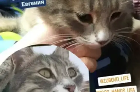 Кошечка ищет дом на улице Максима Горького, 24