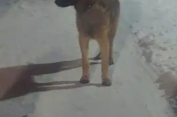 Найден щенок на Луговой улице, возраст до года, социализированный и ласковый.