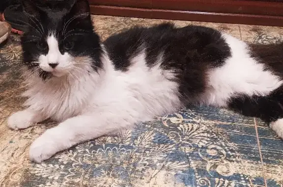 Найдена домашняя кошка на ул. Залесская