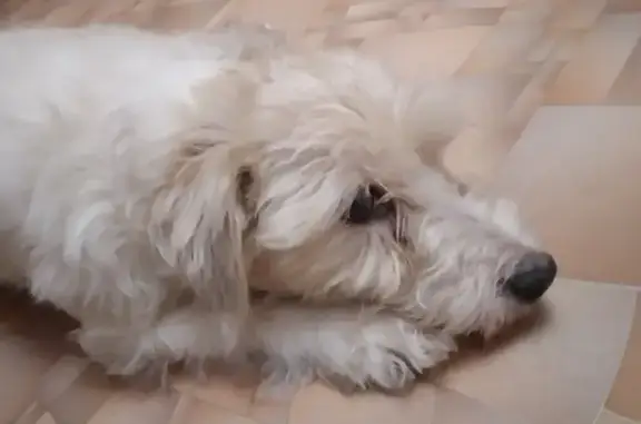 Собака Девочка найдена на 38, Ангарск