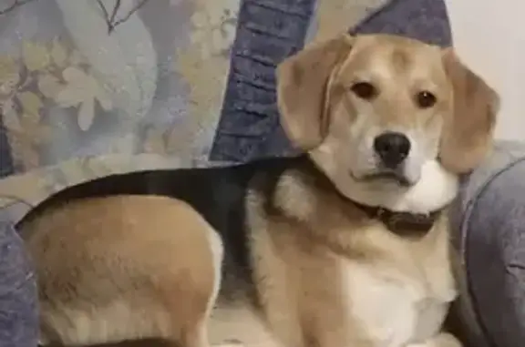 Собаки потеряшки, Смоленск, фото: Потеряшка собака на улице Нахимова, 30 в Смоленске.